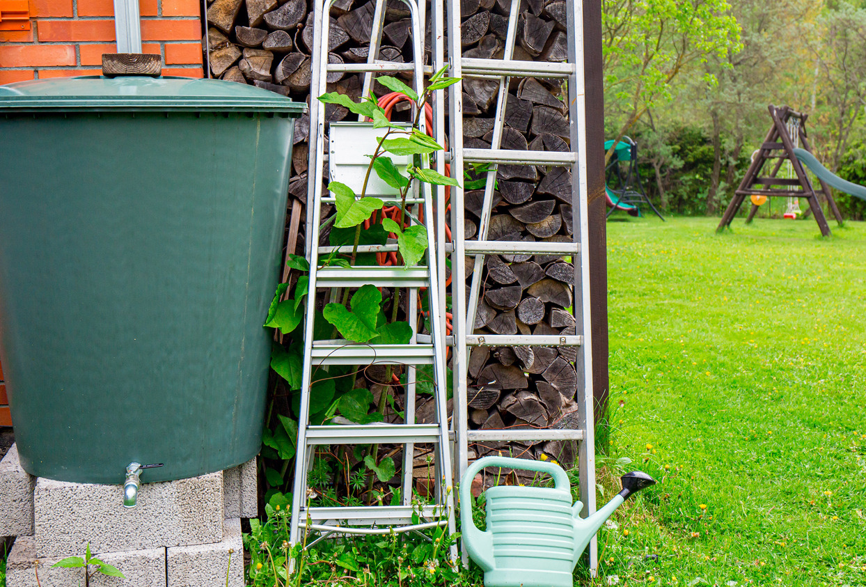 Buying or selling a house with Japanese Knotweed 1