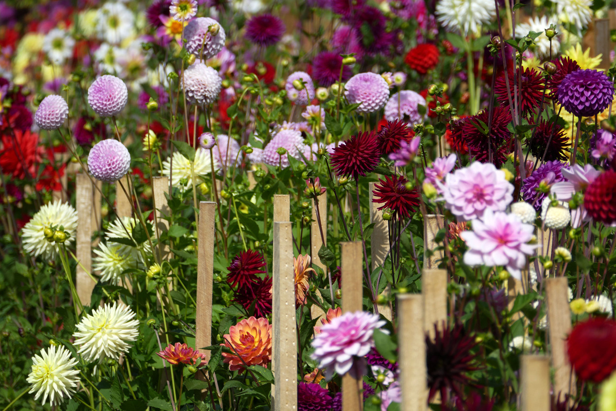 Transform a balcony or tiny garden genius ideas for small spaces img 7